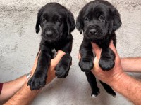 Tarım ve orman bakanlığı onaylı çiftlikten labrador