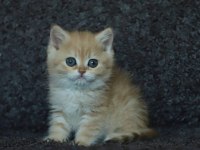 Anne Baba Şecereli Safkan Golden British Shorthair