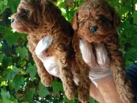 IRK VE SAĞLIK GARANTİ POODLE YAVRULARIMIZ