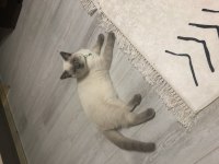 Uysal ve sevimli british shorthair