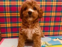 Orjinal Red Maltipoo Bebeğimiz