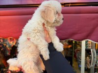0 No Orjinal Maltese Yavrusu