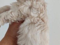 Maltese dişi köpeği