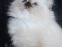Okyanus ötesinden ragdoll