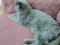 British Shorthair 8 Aylık