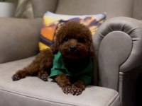 Toy poodle bebekleri