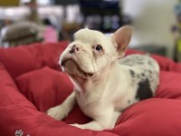 Mavi Gözlü Maskeli French Bulldog Erkek Yavrumuz