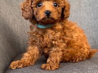 TOY POODLE YAVRULAR