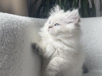 British longhair golden point