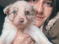 Border Collie yavruları