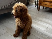 Toy poodle 3 aylık dişi eğitimli