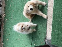 Pomeranian boo 1 yaşında