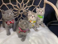 Yeni gelen british shorthair güzellikler