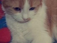 Sarı beyaz tekir kedi dişi