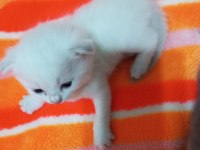 Scottish fold beyaz yavru