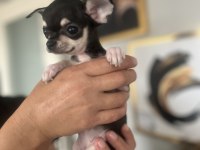 Chihuahua elma kafa babada scr mevcut