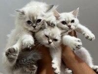Blue Point British Shorthair Kızımız Yeni Yuvasını Arıyor
