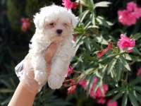 MALTESE TERRİER YAVRU