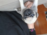 Minik pug yavrular