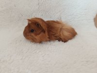 Guinea Pig Bebekler