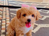 Teacup Maltipoo 2 aylık teacup Toy Poodle ayarında