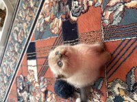 Scottish Fold 2 Aylık