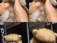 Minik pomeranian kızıma yuva arıyorum