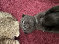 Scottish fold siyah kırık kulak