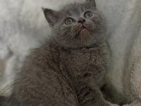 Scottish fold straight