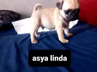 Pug mops bebekler