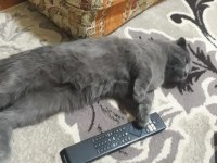 Scottish Fold Yavrular