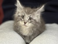 Ankaranın en seçkin sçr li maine coon yavruları
