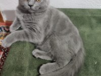 British shorthair yavrularımıza sıcak bir yuva arıyoruz