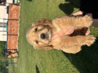 Golden Retriever Bebekler Dişi Erkek Var