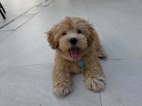 Tr Nin En Özel Maltipoo Yavruları