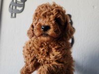 Safkan 0 numara toy poodle