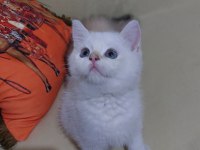 Safkan british shorthair ny 11