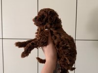 Erkek Red Brown Toy Poodle