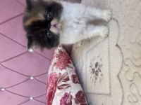 Exotic longhair dişi yavrular