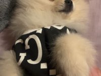 Sevimli ayı surat Pomeranian boo