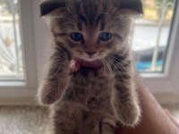Kaliteden şaşma scottish fold
