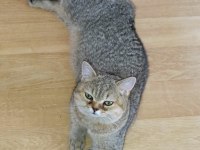 British shorthair dişi kedim