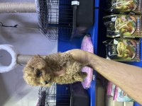 kore poodle ve poodle yavrularımız yeni yuvasını be