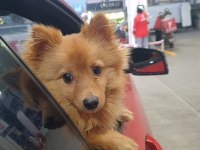 8 aylık karnesi var çipi takılı tilki surat pomeranian