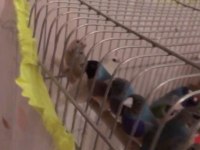 Mavi ve sarı goldian finch takımlar