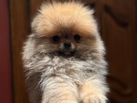 70 Günlük Pomeranian Boo Yavrularımız