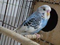 En Yeni Muhabbet Kuşlar Yine En İyileri Sizlerle