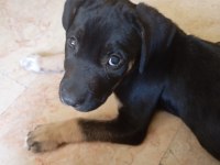 Cane corso Rottweiler Kırması