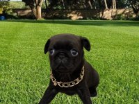 Dişi Pug Mops