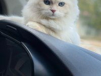 Eşleştirme ilanı scottish fold kedimiz için